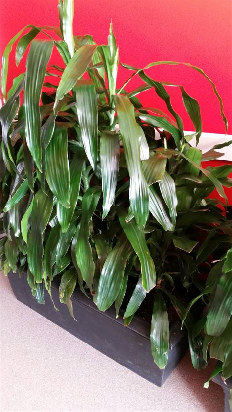 Dracaena ‘Janet Craig’ | Bretts Plants