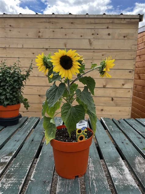 How to plant sunflower seeds 🌻 🌱 A step-by-step guide to sun-kissed blooms