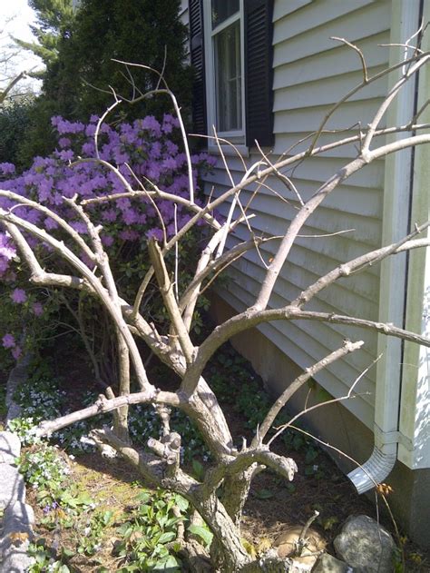 Image result for Pre-Spring Hydrangea Care