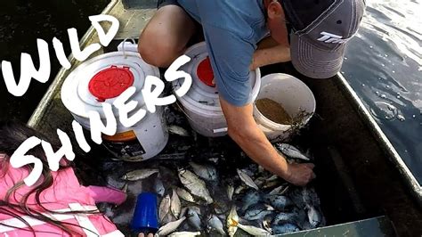 Image result for Catching Shiners with a Cast Net