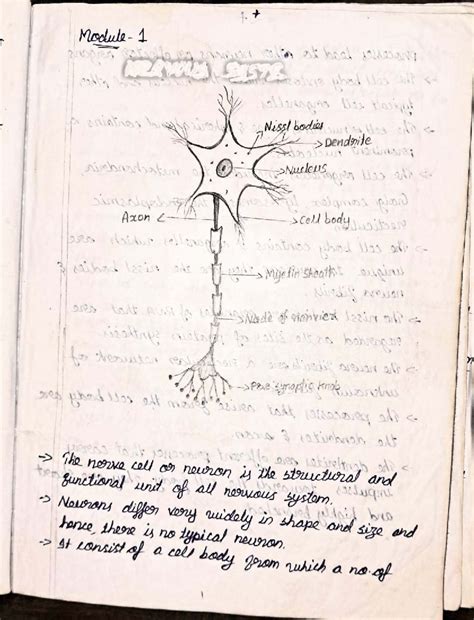 Module 1 - Nervous System Overview and Neuron Structure - Studocu