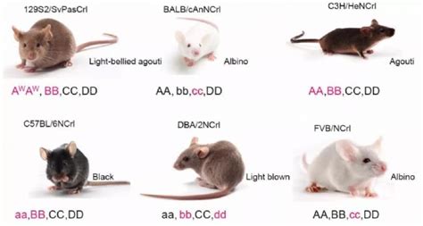 实验小鼠的使用发展历史_生物器材网