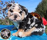 Blue merle bulldog price online