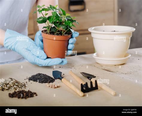apartment gardening houseplant potting soil tools Stock Photo - Alamy