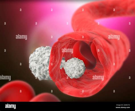 Migration Of White Blood Cells