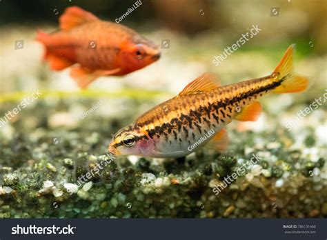 Pregnant Cherry Barb Puntius Titteya Female Stock Photo 786131668 ...