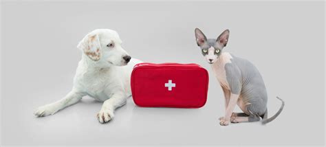 Image result for Basic First Aid for Pets