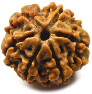 Beautum Original 6 Mukhi Rudraksha Six Face Rudraksha Metal Cap Nepali ...