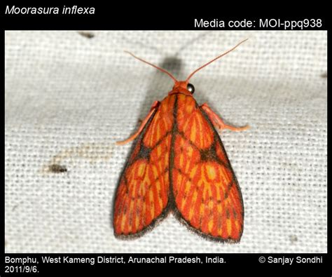 Moorasura inflexa (Moore, 1878) - | Moths