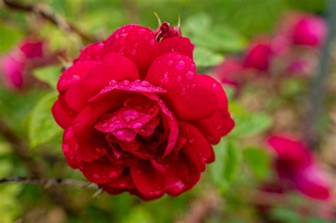 If you’re ready for roses, here are tips for purchasing and planting ...