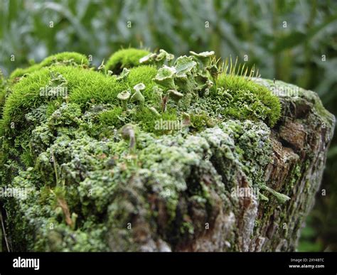 Decayed fence hi-res stock photography and images - Alamy
