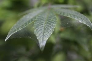 Red spider mites and cannabis- Philosopher Seeds
