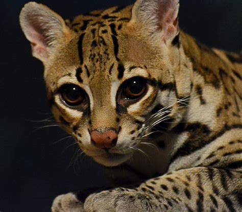 How Tall Is An Ocelot