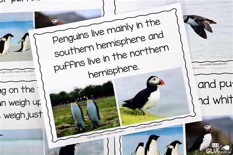 Penguins: An Animal Study