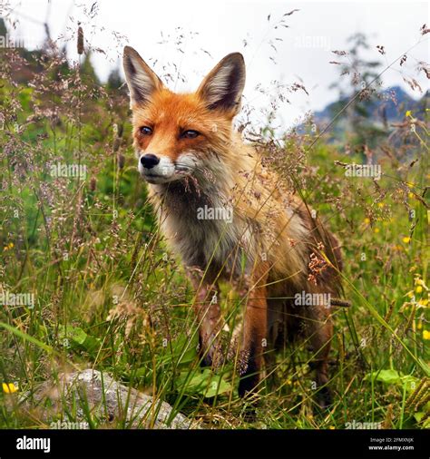 Red fox in latin Vulpes vulpes in the grass, beautiful animal Stock ...