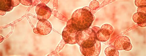 Where Does Candida Auris Grow at Irmgard Cross blog