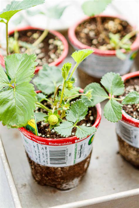How To Plant Strawberries In A Pot