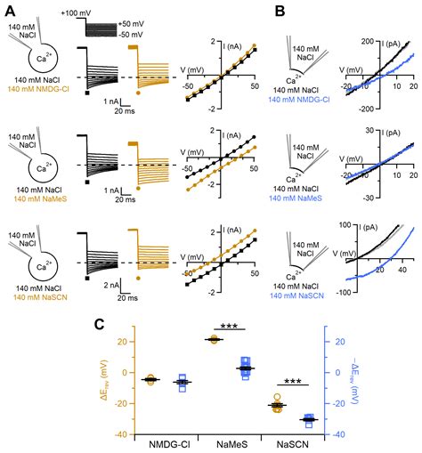 Anion and Cation Permeability of the Mouse TMEM16F Calcium-Activated ...
