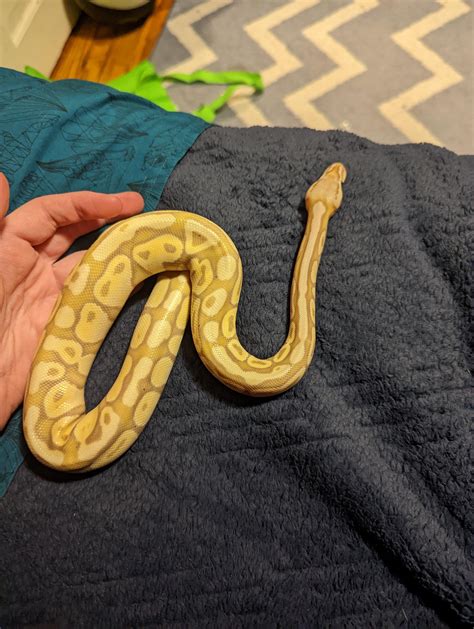 Ball Python Weight Gain 的图像结果