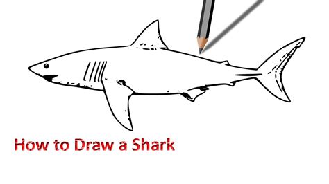 Easy Shark Drawing at GetDrawings | Free download