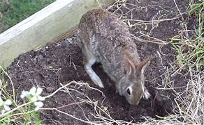 Image result for Wild Rabbit Den