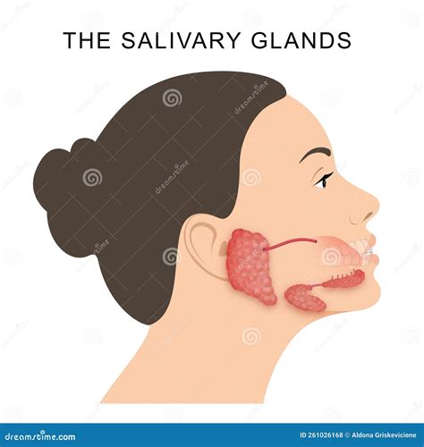 The Salivary Glands in Mammals are Exocrine Glands Stock Illustration ...