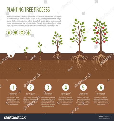Image result for Tree-Planting Steps