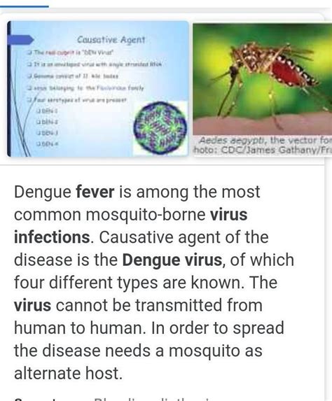 What is the causative organism of Dengue? - Brainly.in