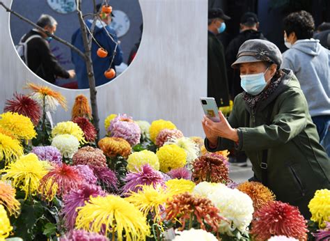 Photos Chine : exposition de chrysanthèmes à Pékin — Chine Informations