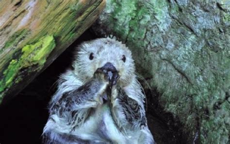 Little Sea Otter Became Popular – Second Life Translations