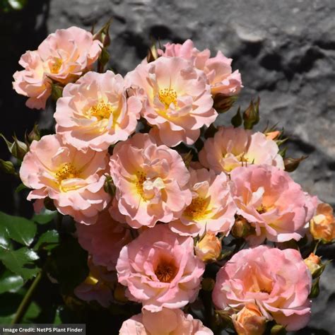 Drift® Rose - Peach - #3 Container | Mahoney's Garden Center