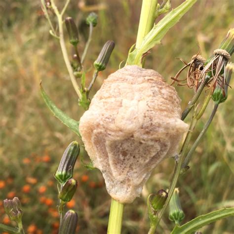 Mantis Egg Case