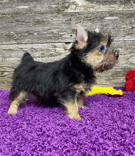 Available Norwich Terrier Puppies | Elfin Norwich Terriers