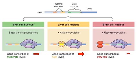 Image result for Simple Gene Expression