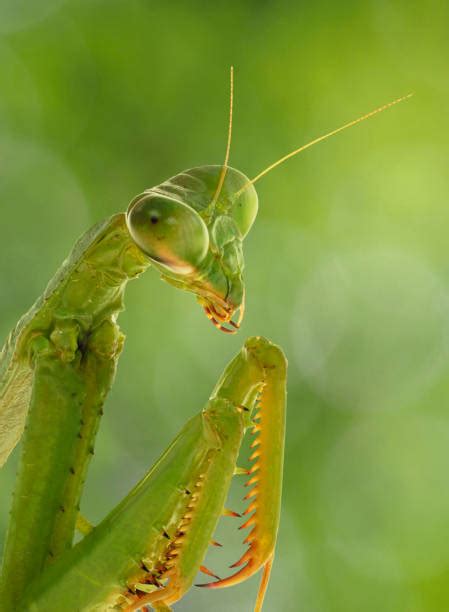 Praying Mantis Hunting 的图像结果