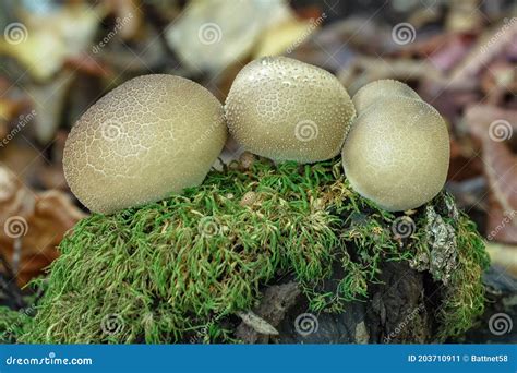 Fungi are Saprophytes and Parasites that Live on Trees in Parks and ...