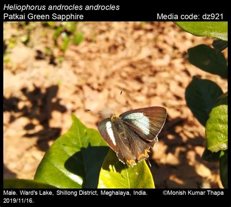 Heliophorus androcles (Westwood, 1851) - Green Sapphire | Butterfly