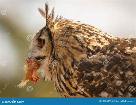 Close-up Portrait of Large Eared Eagle Owl Eating Chicken Stock Image ...