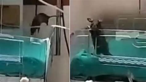 Rats Bite Two Newborns Inside Indore's MY Hospital ICU