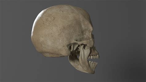 Human Skull Realistic - 3D Model by gabrielgardiman