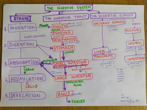Biology Corner Digestive System Concept Map at Janice Bowen blog
