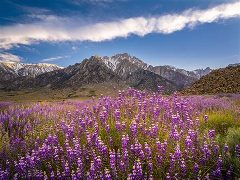 Bilder von Kalifornien USA Alabama Hills Berg Natur Blüte Lupinen