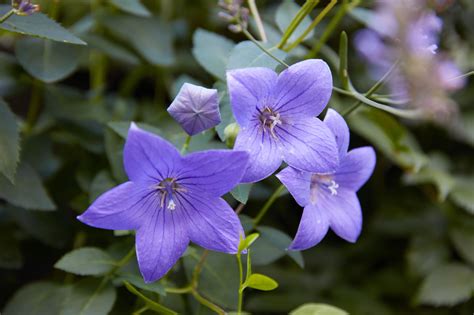 14 Best Fall-Blooming Flowers for Your Perennial Garden