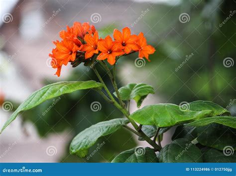 Orange Colour Flowers