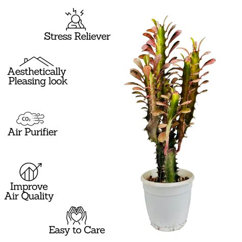Euphorbia Trigona Red- Live Plant (Home & Garden) – Hug A Plant
