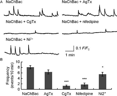 Image result for Calcium Channel Complex
