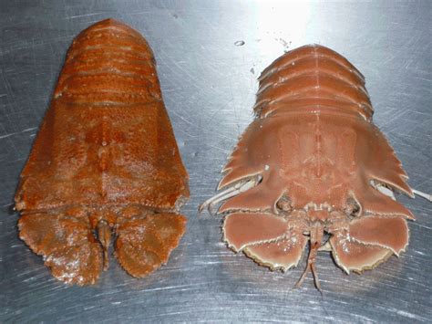 Moreton Bay Bugs (Thenus orientalis) and Balmain Bugs (Ibacus peronii ...