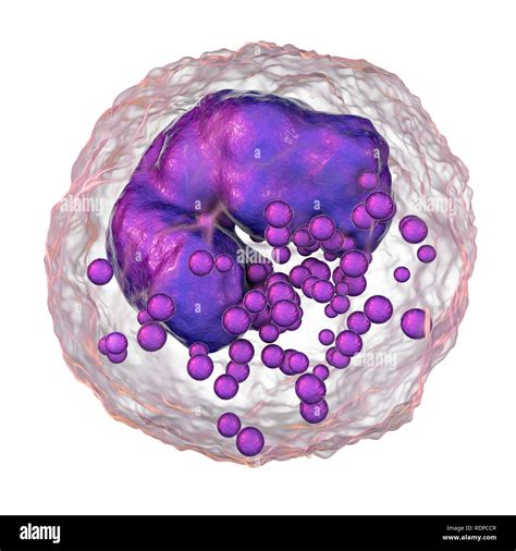 Basophil High Resolution Stock Photography and Images - Alamy