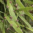 M-Tech Gardens Centipede Plant/Pazhuthara Chedi Medicinal Herb Plant ...