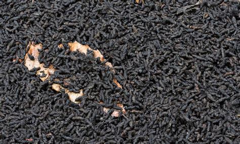 Mouse Droppings Images: Identification, Dangers & Safe Removal Guide